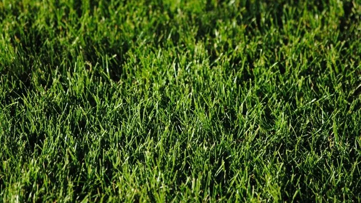 3 eenvoudige tips voor een prachtig gazon