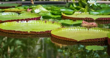 Vieze, groene vijver in de tuin? Zo maak je ‘m weer helder en schoon