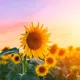 Aha! Zo blijven zonnebloemen langer mooi én zaai je ze zelf