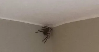 Den Haag is in de ban van deze gigantische vogelspin