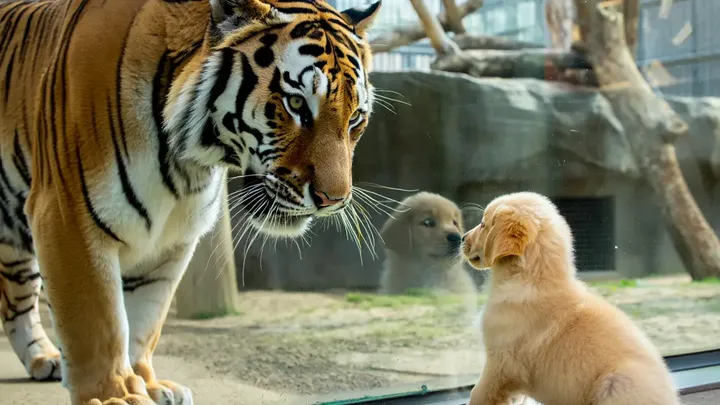 Ein Welpe fällt in ein Tigergehege - Tierpfleger konnten nicht glauben, was sie dann sahen
