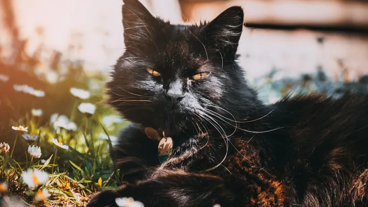 Hai sempre trovato i gatti del tuo vicino nel tuo giardino? Questo trucco per gatti li terrà lontani!