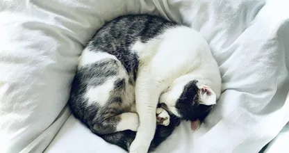 Lekker retro! Bouw je oude televisie om tot een slaapplek voor je kat