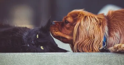 Overal in je huis dierenhaar? Dit is wat je eraan kunt doen