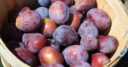 These 3 fruits will help you get rid of that bloated feeling