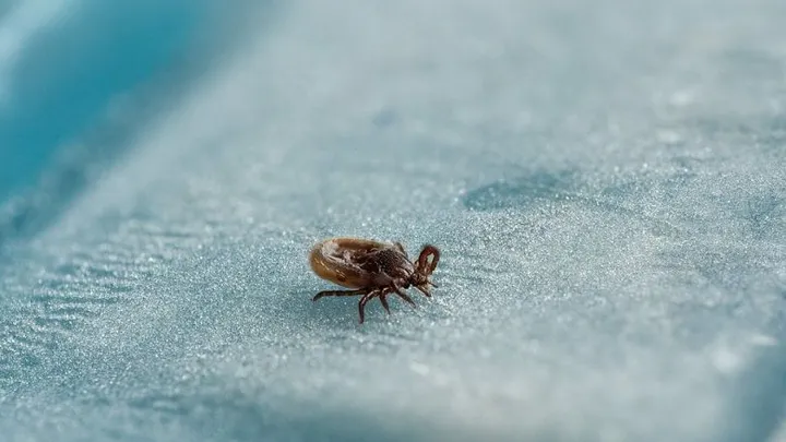 RIVM waarschuwt voor teken: ‘Zo’n beest komt zelden alleen’