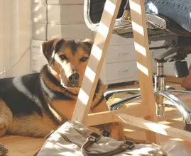 Vertel het je baas: dit zijn de voordelen van een hond op kantoor