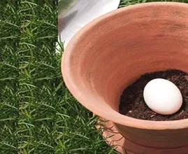 Sie vergräbt ein rohes Ei im Garten. Was Tage später passiert ist unglaublich!