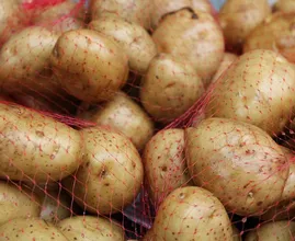 Feit of fabel: aardappels met groene plekken zijn giftig