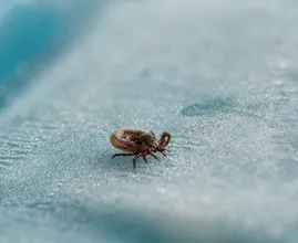 RIVM waarschuwt voor teken: ‘Zo’n beest komt zelden alleen’