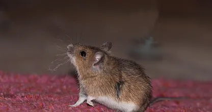 Maus im Haus? SO wirst du sie auf eine tierliebe und effektive Art und Weise los!
