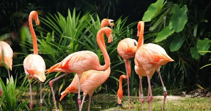 Droombaan-alert: word jij de volgende (betaalde) flamingoverzorger op de Bahama's?