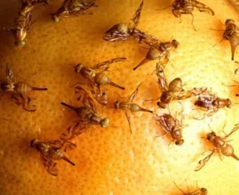 Nog steeds last van irritante fruitvliegjes in huis? Dit is de reden