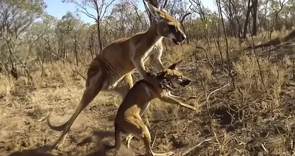Un canguro afferra un cane e scappa: le rivelazioni degli abitanti del luogo vi sorprenderanno!