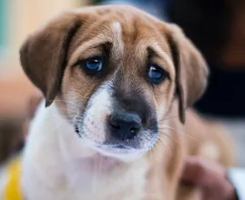 Abandoned dog was found and saved by New York community