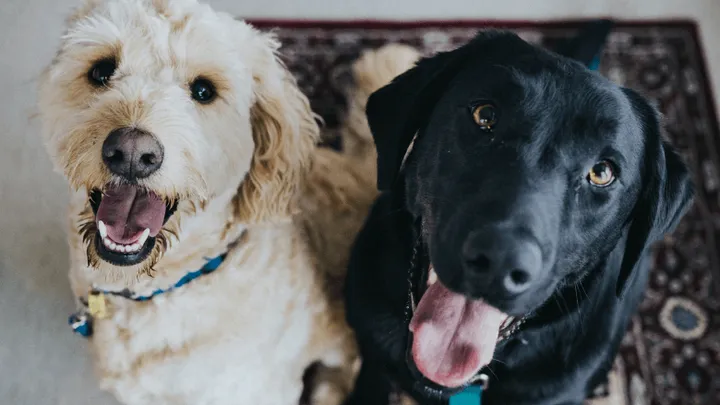 Pelos de animais em todos os lugares? Estas são algumas dicas para te ajudar a limpar