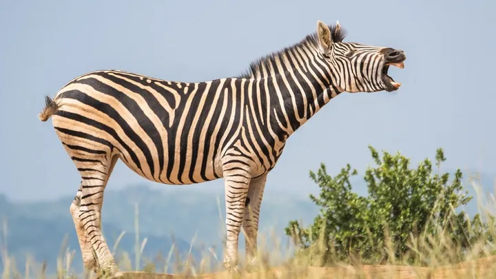 Vieron este cebra en la naturaleza: el veterinario se sorprende cuando se da cuenta de por qué es tan grande