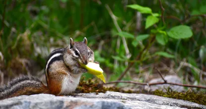 Find out: are you chewing your food wrong?