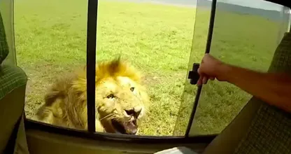 Video: Toerist aait leeuw tijdens safari, mensen leren het ook nooit