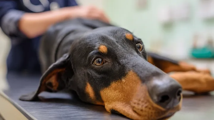 Cão rejeitado é comprado em leilão por jovem - depois ele descobre a terrível verdade..