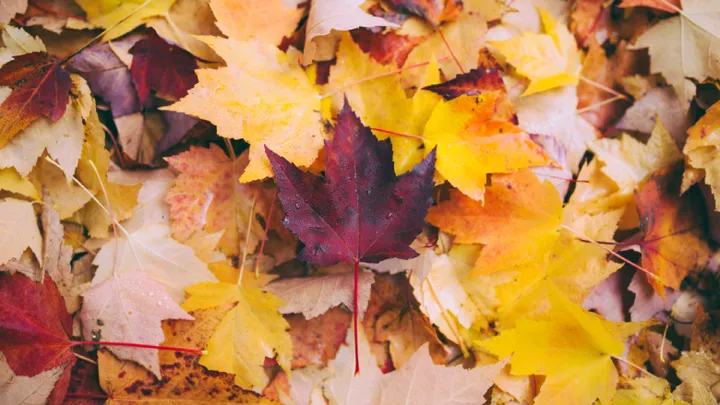 Deze verrassende dingen doet de herfst met je lichaam