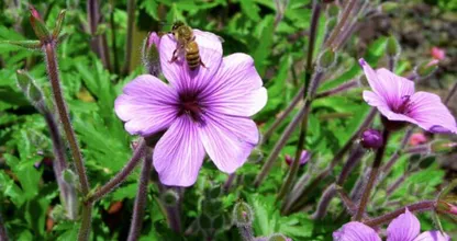Om deze reden leggen we nu allemaal een schepje suiker in de tuin