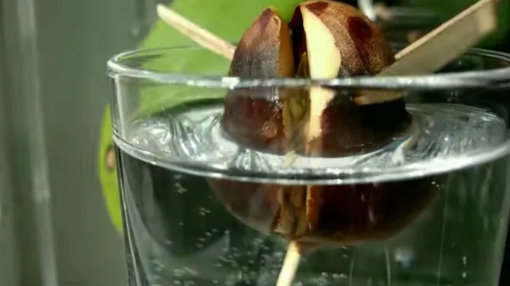 Stick a few skewers into an avocado pit and see what happens in this time lapse! Amazing!