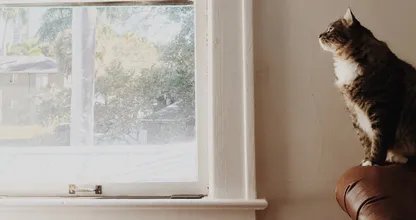 How to get rid of mold on your windows and how to prevent it