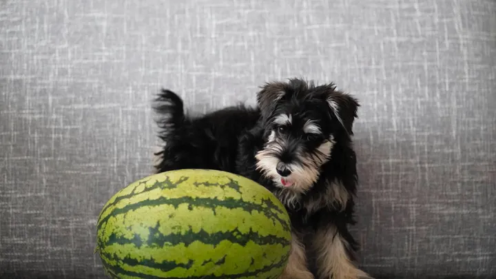 Dit is waarom je je hond eigenlijk veganistisch voer zou moeten geven