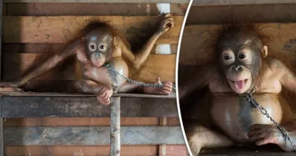 Deze schattige baby orang oetan lag 6 maanden vastgeketend met ketens om haar nekje...