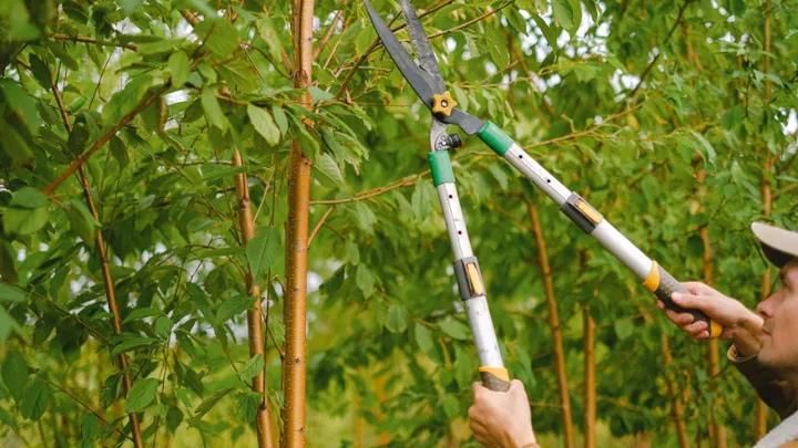 Tailler votre jardin en hiver ? Voici comment faire
