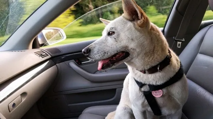 This is why you should never let your dog ride in the passenger seat