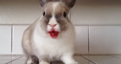 Das Kaninchen so etwas essen hätten wir nicht gedacht! Machen eure Kaninchen das auch?