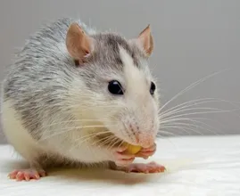 Mice and other vermin will be a thing of the past with THIS animal friendly trick!