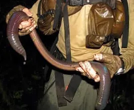 I lombrichi giganti vivono nel tuo giardino? Scopri la verità su queste misteriose creature
