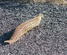 Esta cobra foi avistada na natureza – o veterinário fica chocado ao perceber por que ela é tão grande