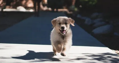 Dit geweldige filter verandert je hond in een Disney personage