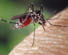 Allergische reactie op muggenbulten, hoe herken je die eigenlijk?