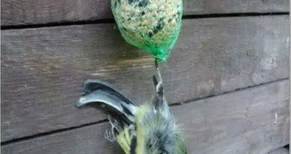 Du hast liebevoll so einen Meisenknödel im Garten aufgehängt? Dann lies das mal!