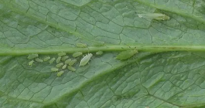 Nerven dich Blattläuse im Garten und auf deinen Pflanzen? DAS hier könnte helfen!