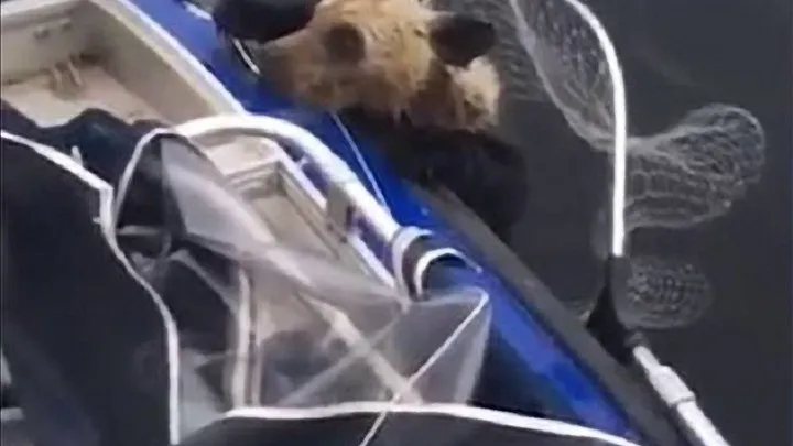 Echa un vistazo a las cosas impactantes que hace esta madre osa mientras los pescadores salvan a sus cachorros