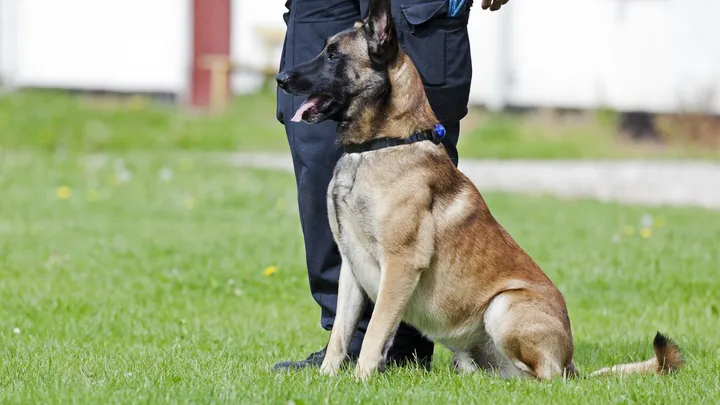 Un chien policier à la retraite fait une découverte intéressante avec l’aide de son propriétaire