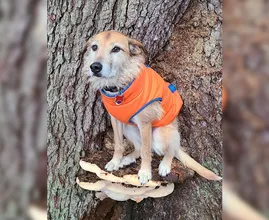 Hier zijn 10 foto's van honden op paddenstoelen
