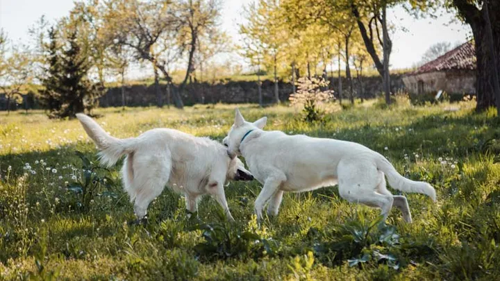 Hombre instala cámara después de que un perro mirara un lugar en la pared durante días