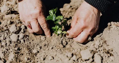 Questi 21 trucchi per il giardino ti faranno risparmiare un sacco di tempo e denaro