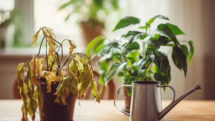 Ten powszechny błąd zabija rośliny domowe - a ten prosty element może to naprawić