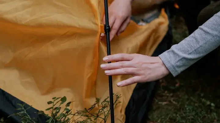 Frau folgt dem Bären in den Wald, nachdem er sich ihr an der Bushaltestelle unerwartet genähert hat