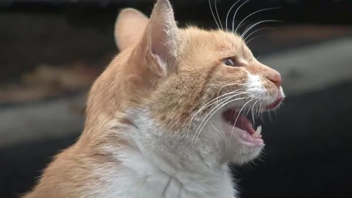 Deze dakloze kat neemt alleen eten uit een zakje aan en de reden is ontroerend 