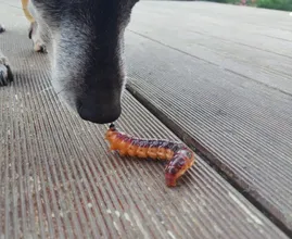 Pas op voor eikenprocessierups: honden kunnen ernstige wonden oplopen