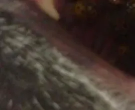 SCHRECKLICH: Marienkäfer beißen sich in den Rachen dieses Hundes fest!